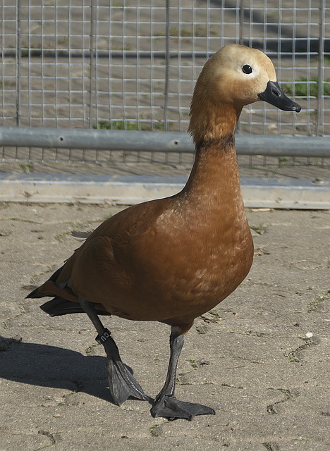 布朗尼在这